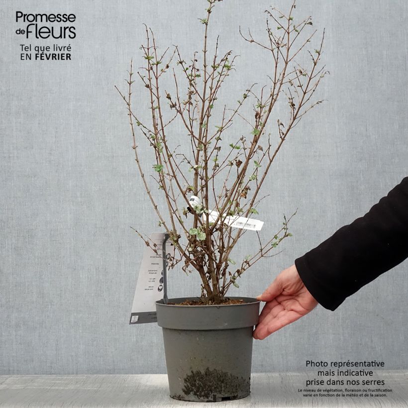 Symphorine - Symphoricarpos orbiculatus Symphony Rock Pot de 4L/5L esemplare consegnato in inverno