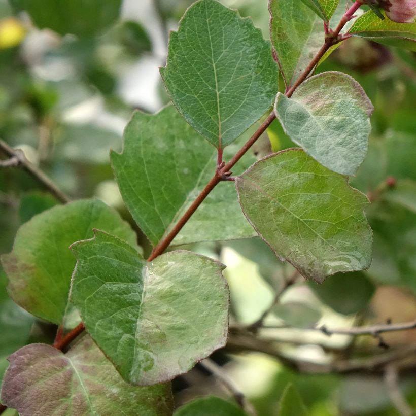 Symphoricarpos orbiculatus Symphony Rumble - Sinforicarpo (Fogliame)