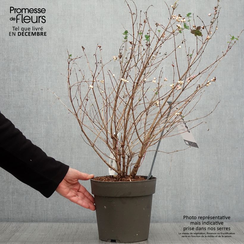 Esemplare di Symphorine - Symphoricarpos orbiculatus Symphony Rumble Pot de 4L/5L come consegnato in autunno
