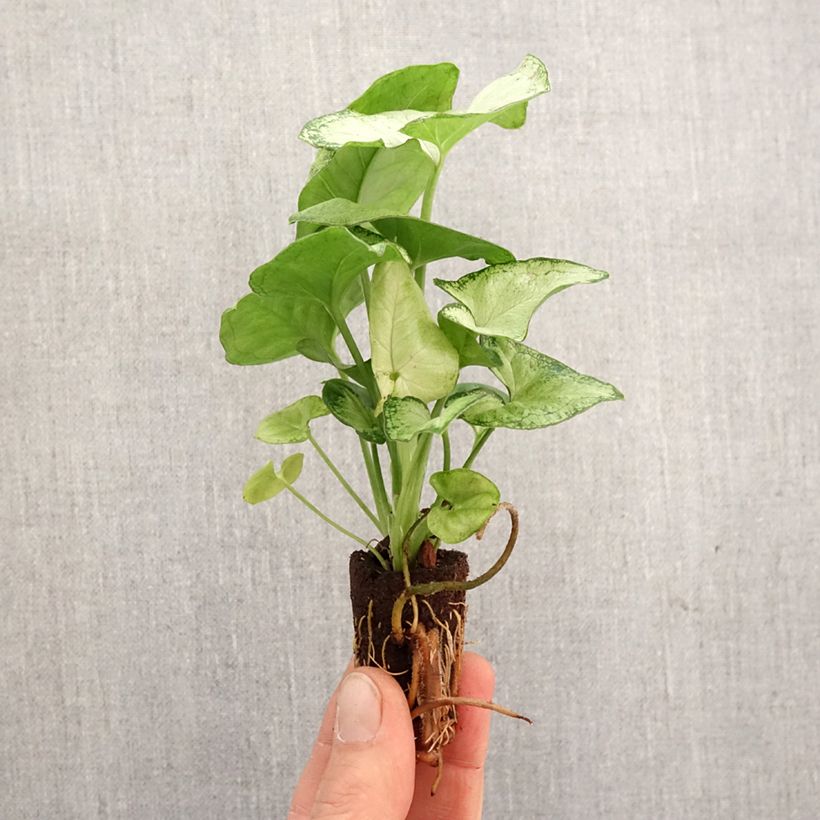 Example of Syngonium Confetti mini-pianta as you get in printemps