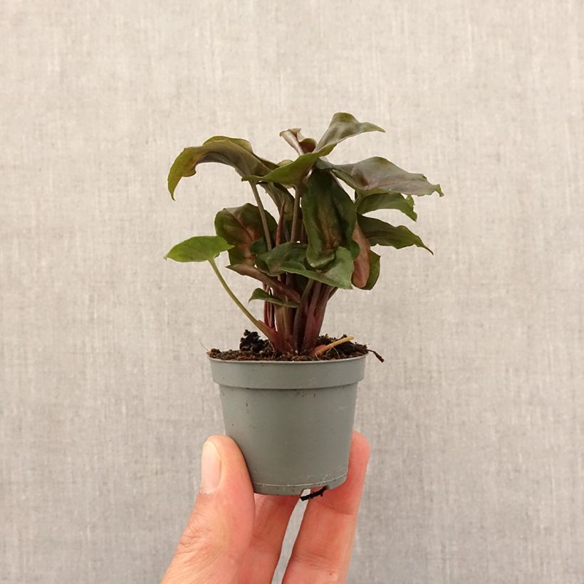 Syngonium Maria Allusion mini-pianta esemplare consegnato in primavera