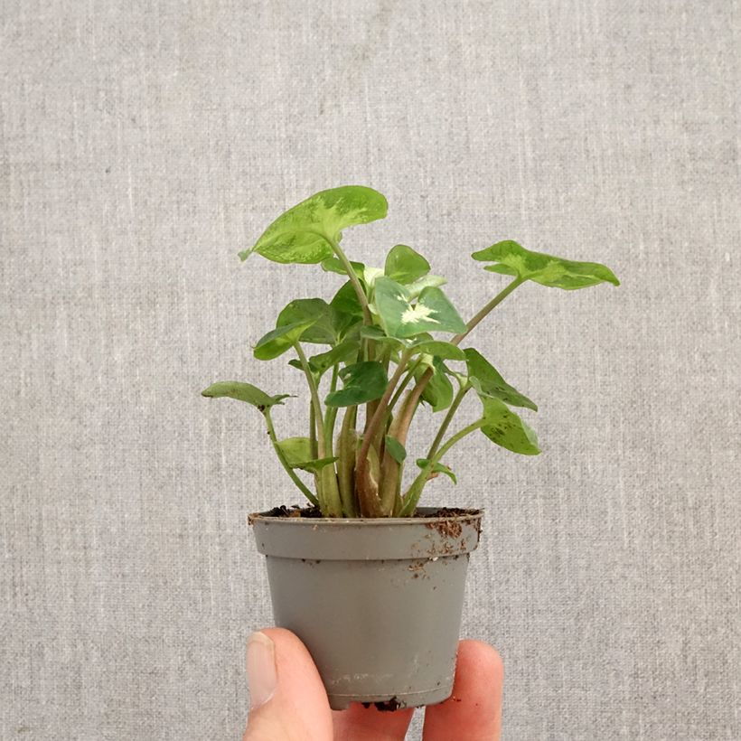 Syngonium Pixie mini-pianta esemplare consegnato in primavera