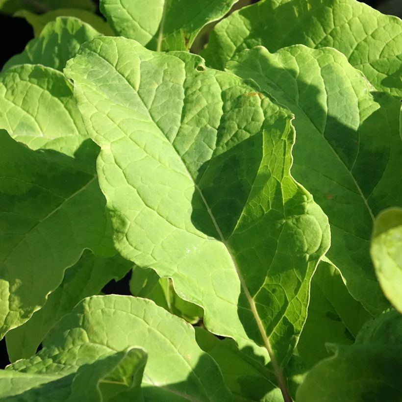 Syringa emodi aureovariegata - Lillà (Fogliame)