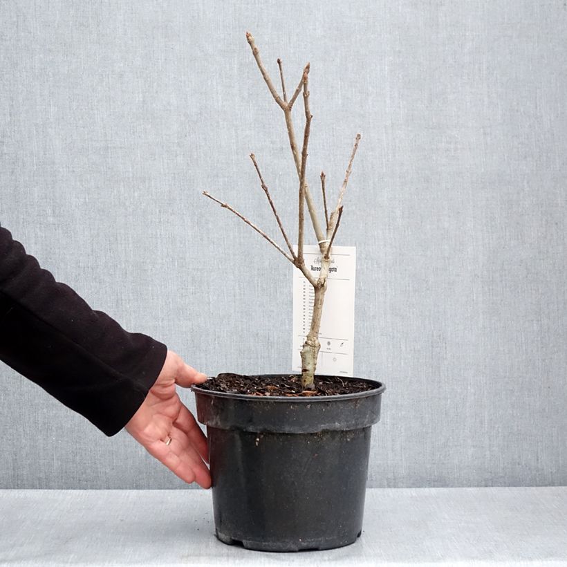 Syringa emodi aureovariegata - Lillà Vaso da 4L/5L esemplare consegnato in primavera