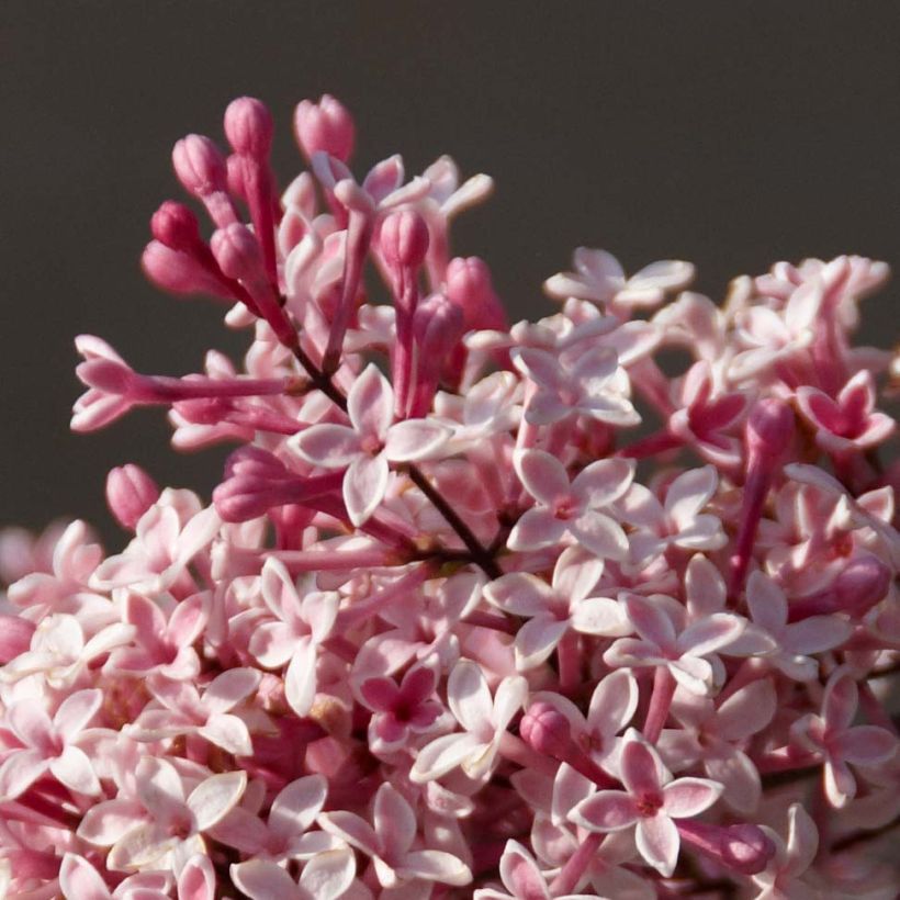 Syringa microphylla Superba - Lillà (Flowering)
