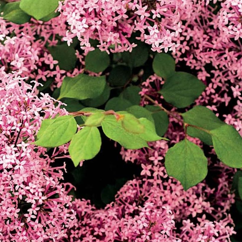 Syringa microphylla Red Pixie - Lillà (Foliage)