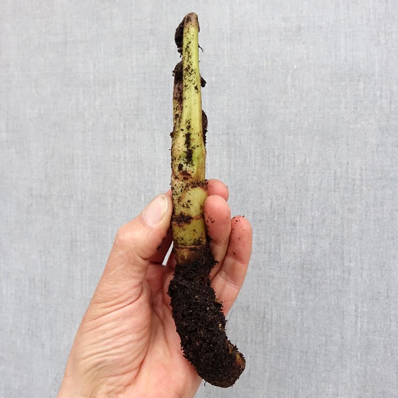 Tacca chantrieri Green Isle Bulbo taglia I esemplare consegnato in primavera