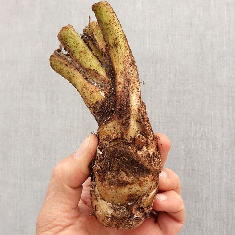 Tacca integrifolia - Fiore Pipistrello Bulbo taglia I esemplare consegnato in primavera