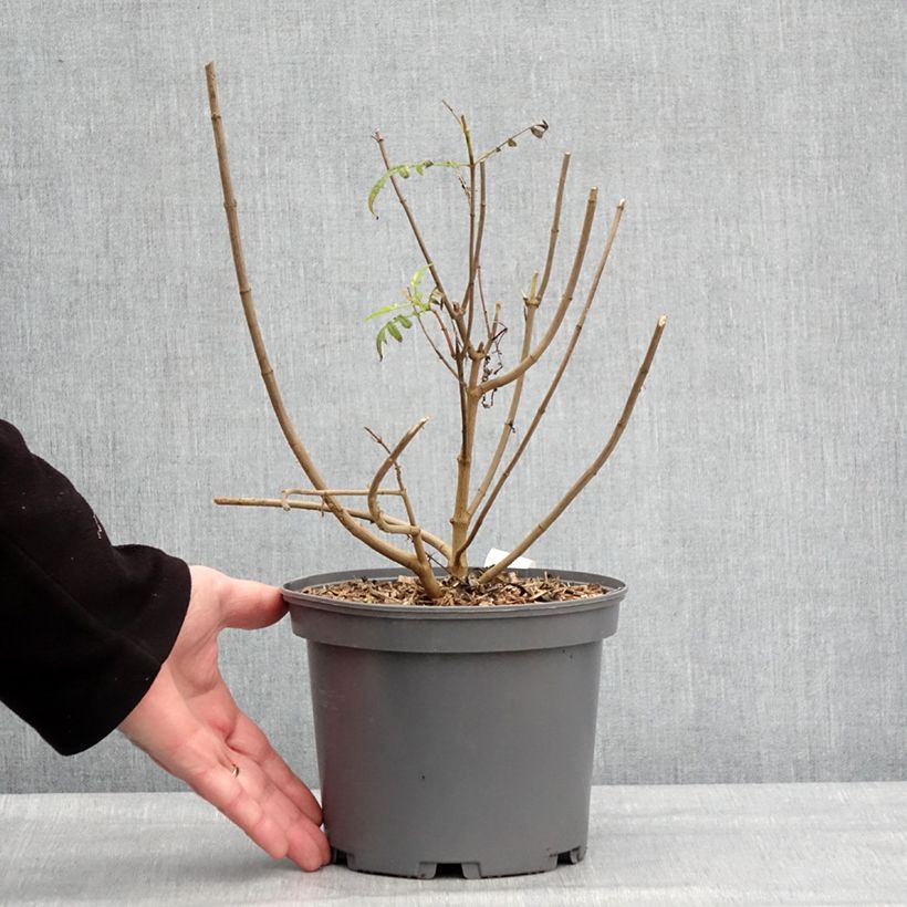 Tagetes lemmonii - Tagète de Lemmon Pot de 3L/4L esemplare consegnato in inverno