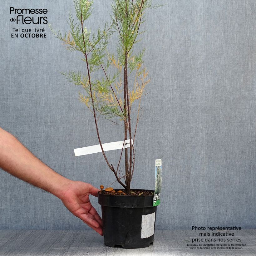 Esemplare di Tamarix ramosissima Hulsdonk White - Tamerice Vaso da 3L/4L come consegnato in autunno