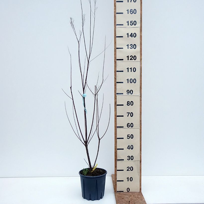 Esemplare di Tamarix gallica - Tamerice comune Vaso da 7,5L/10L come consegnato in autunno