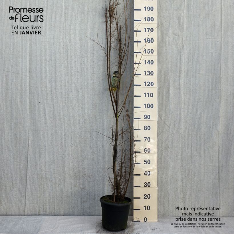 Tamarix gallica - Tamaris français, Tamaris commun Pot de 7,5L/10L esemplare consegnato in inverno