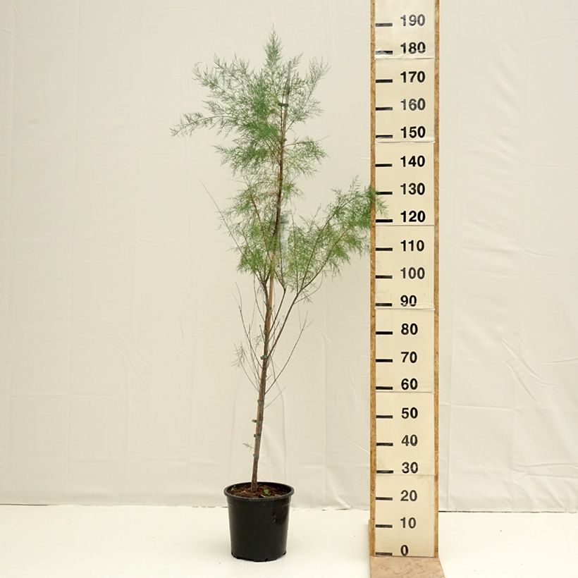 Tamarix ramosissima Pink Cascade - Tamerice Vaso da 7,5L/10L esemplare consegnato in primavera