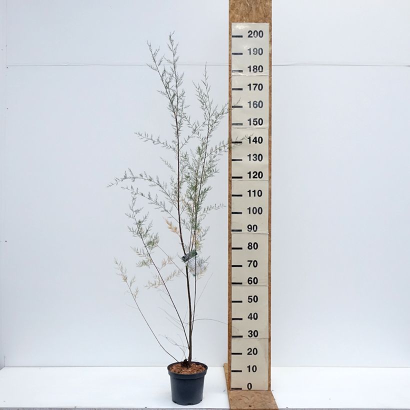 Esemplare di Tamarix ramosissima - Tamerice Vaso da 4L/5L come consegnato in autunno