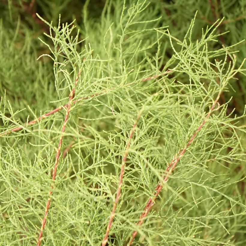 Tamarix tetrandra - Tamerice tetrandra (Foliage)