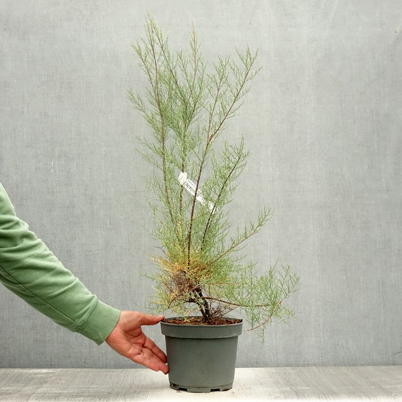 Esemplare di Tamarix tetrandra - Tamerice tetrandra Vaso da 3L/4L consegnato in estate