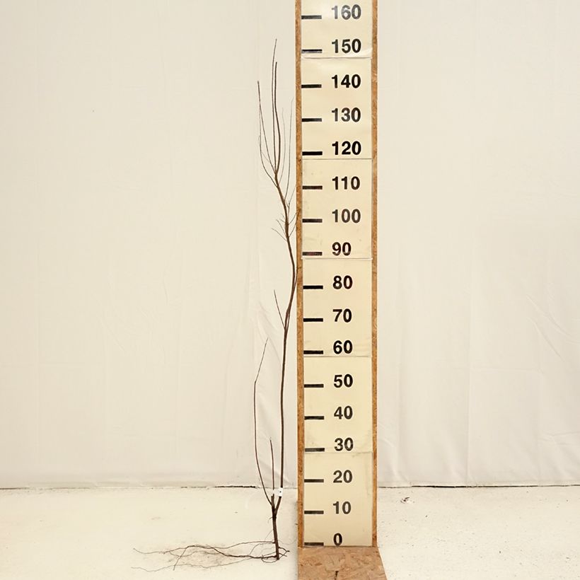 Example of Tamarix tetrandra - Tamerice tetrandra Piante piccole a radice nuda, A cespuglio as you get in hiver