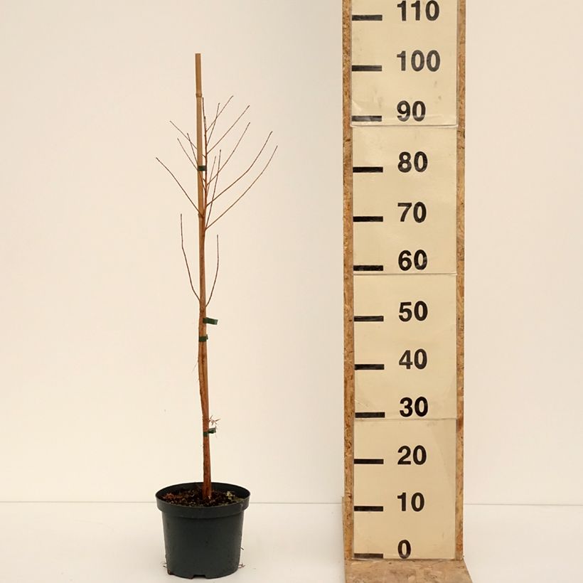 Taxodium distichum - Cyprès chauve Pot de 3L/4L esemplare consegnato in inverno