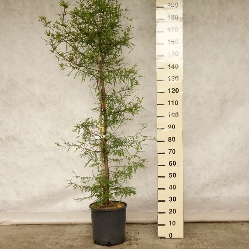 Esemplare di Taxodium distichum - Cipresso delle paludi Vaso da 7,5L/10L consegnato in estate