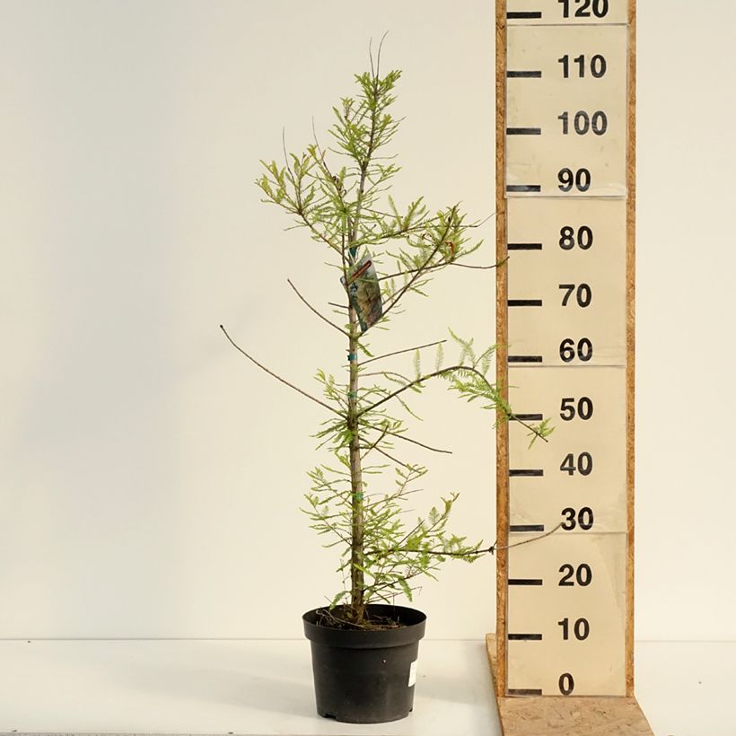 Esemplare di Taxodium distichum - Cipresso delle paludi Vaso da 3L/4L consegnato in estate