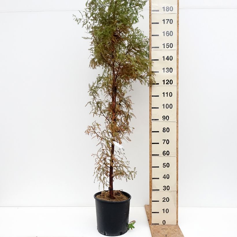 Esemplare di Taxodium distichum - Cipresso delle paludi Vaso da 7,5L/10L come consegnato in autunno