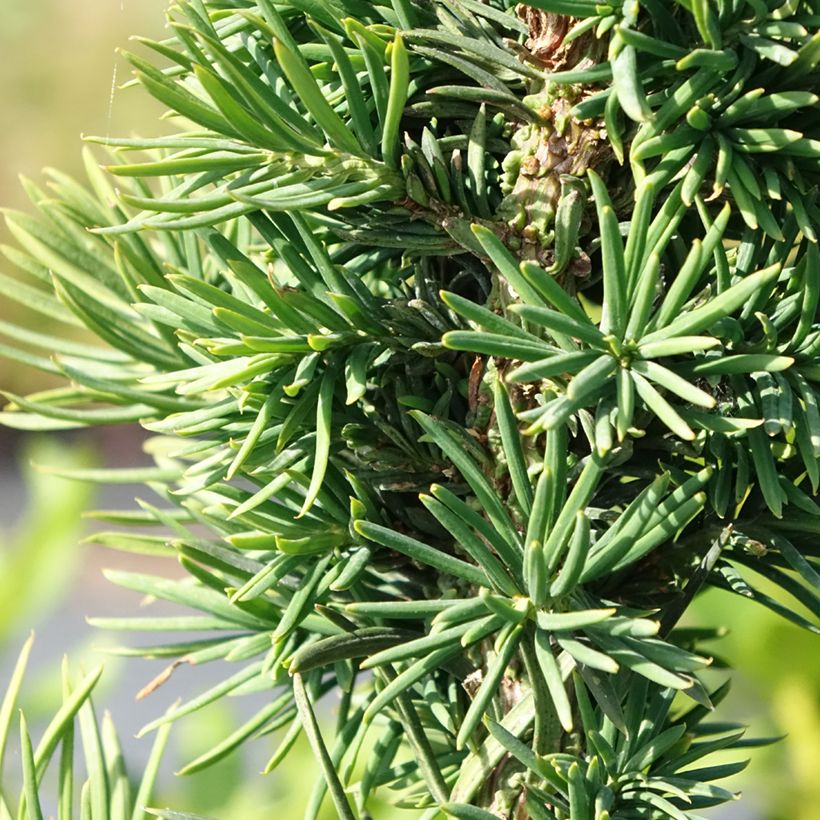 Taxus baccata Cristata - Tasso comune (Fogliame)