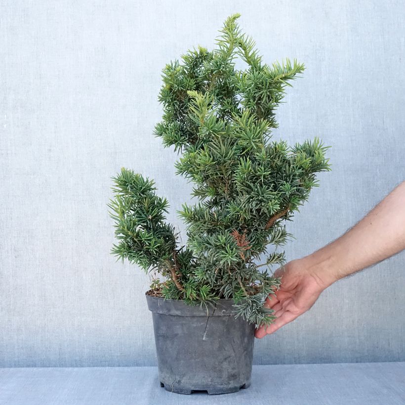 Esemplare di Taxus baccata Cristata - Tasso comune Vaso da 4L/5L consegnato in estate