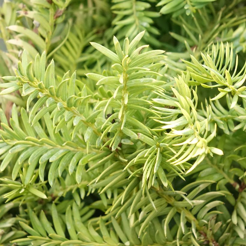 Taxus baccata Elegantissima - Tasso comune (Foliage)