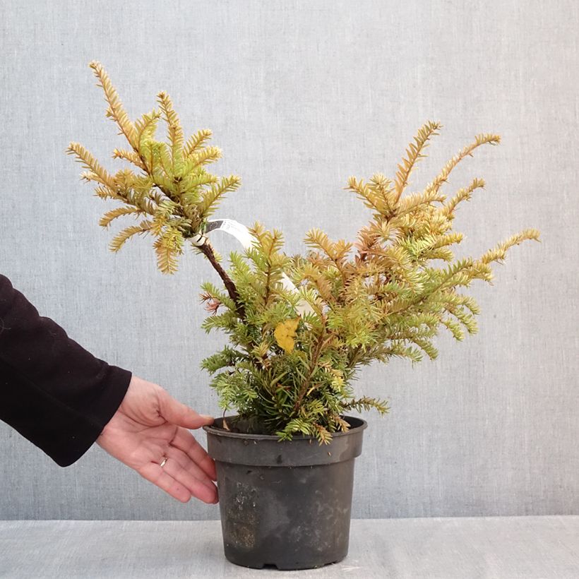 Esemplare di Taxus baccata Elegantissima - Tasso comune Vaso da 3L/4L come consegnato in autunno