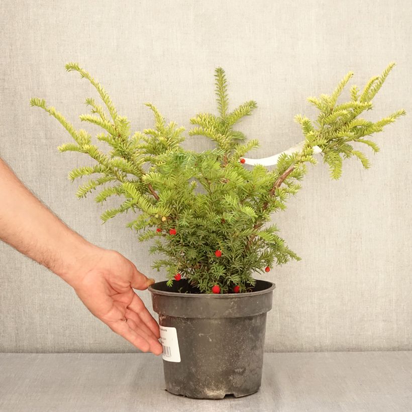 Esemplare di Taxus baccata Elegantissima - Tasso comune Vaso da 3L/4L consegnato in estate
