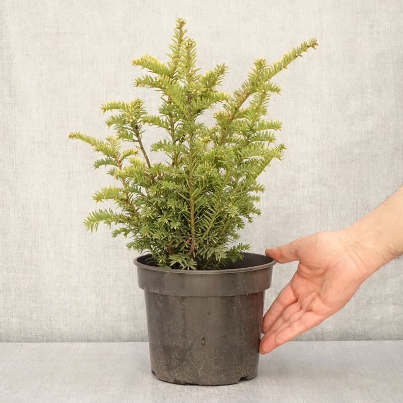 Example of Taxus baccata Elegantissima - Tasso comune Vaso da 3L/4L as you get in printemps