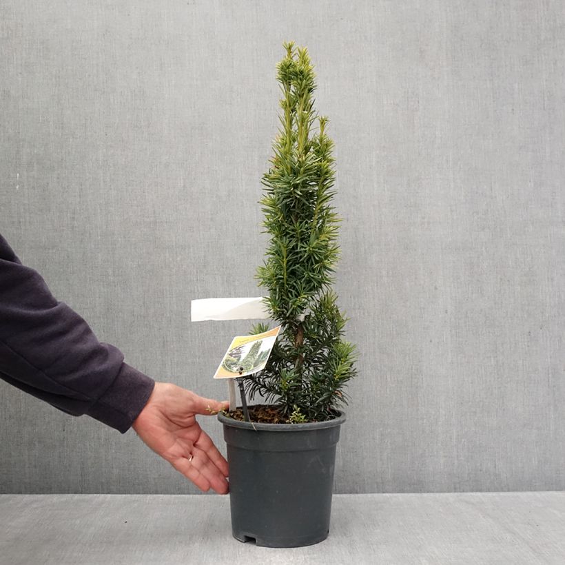 Esemplare di Taxus baccata Fastigiata Aurea - Tasso comune Vaso da 2L/3L come consegnato in autunno