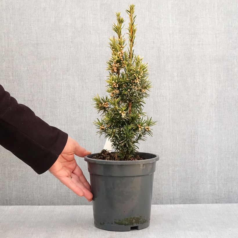 Taxus baccata Fastigiata Aurea - If commun doré Pot de 2L/3L esemplare consegnato in inverno