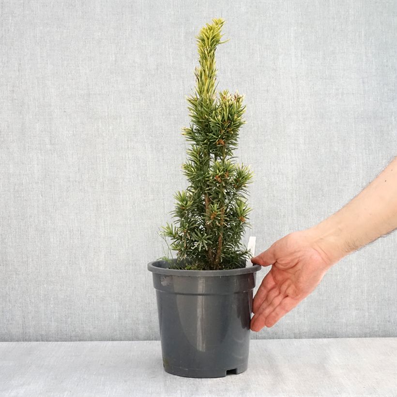 Taxus baccata Fastigiata Aurea - Tasso comune Vaso da 2L/3L esemplare consegnato in primavera