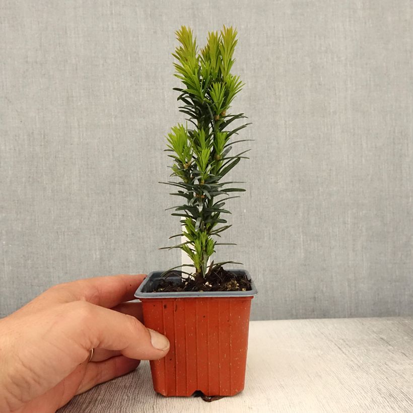 Example of Taxus baccata Fastigiata Robusta - Tasso comune Vasetto da 8/9 cm as you get in printemps