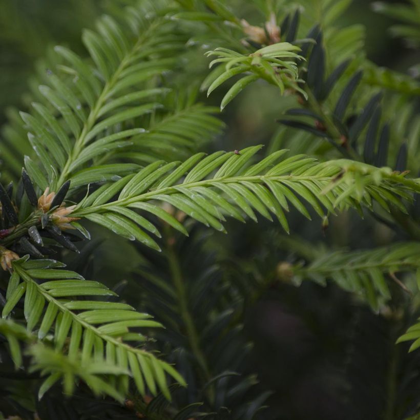 Taxus baccata - Tasso comune (Fogliame)