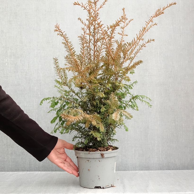 Esemplare di Taxus baccata - Tasso comune Vaso da 2L/3L come consegnato in autunno