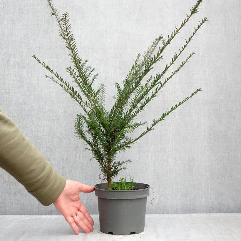 Taxus baccata - Tasso comune Vaso da 2L/3L esemplare consegnato in inverno