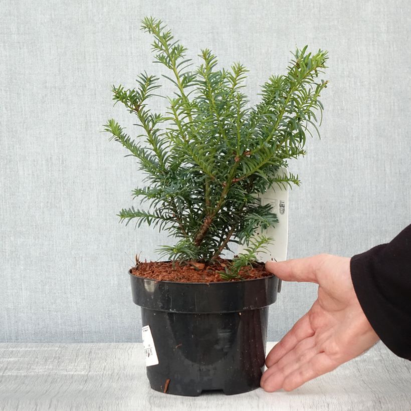 Esemplare di Taxus baccata Summergold - If commun doré Pot de 2L/3L come consegnato in autunno