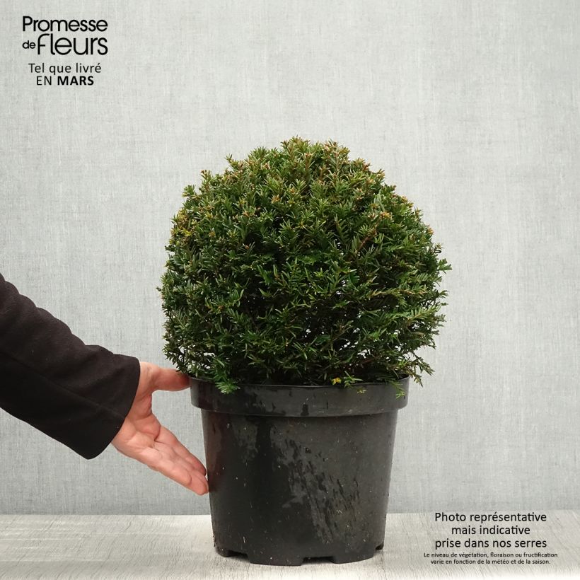 Example of Taxus baccata - Tasso comune (palla) Vaso da 7,5L/10L, Palla as you get in printemps