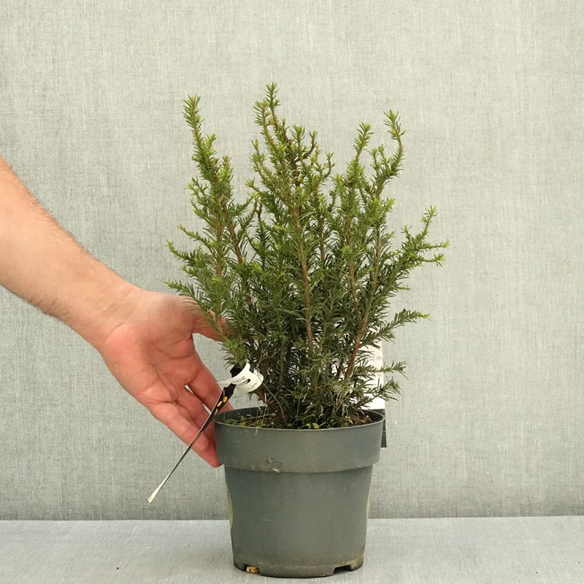 Esemplare di Taxus baccata Tiny T - Tasso comune Vaso da 2L/3L consegnato in estate