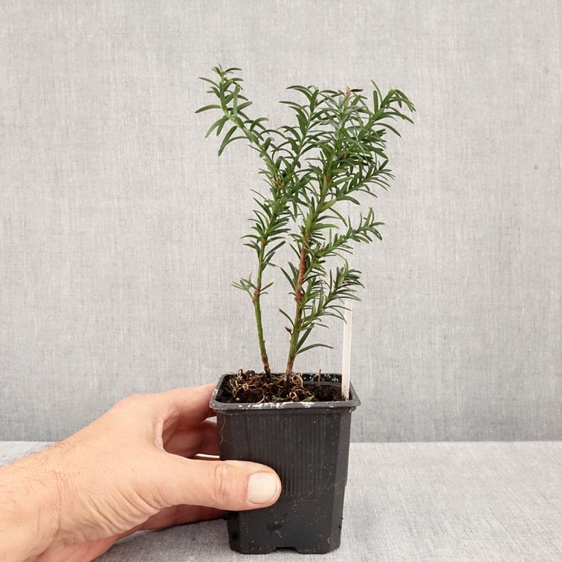 Esemplare di Taxus media Hillii - Tasso Vasetto da 8/9 cm come consegnato in autunno