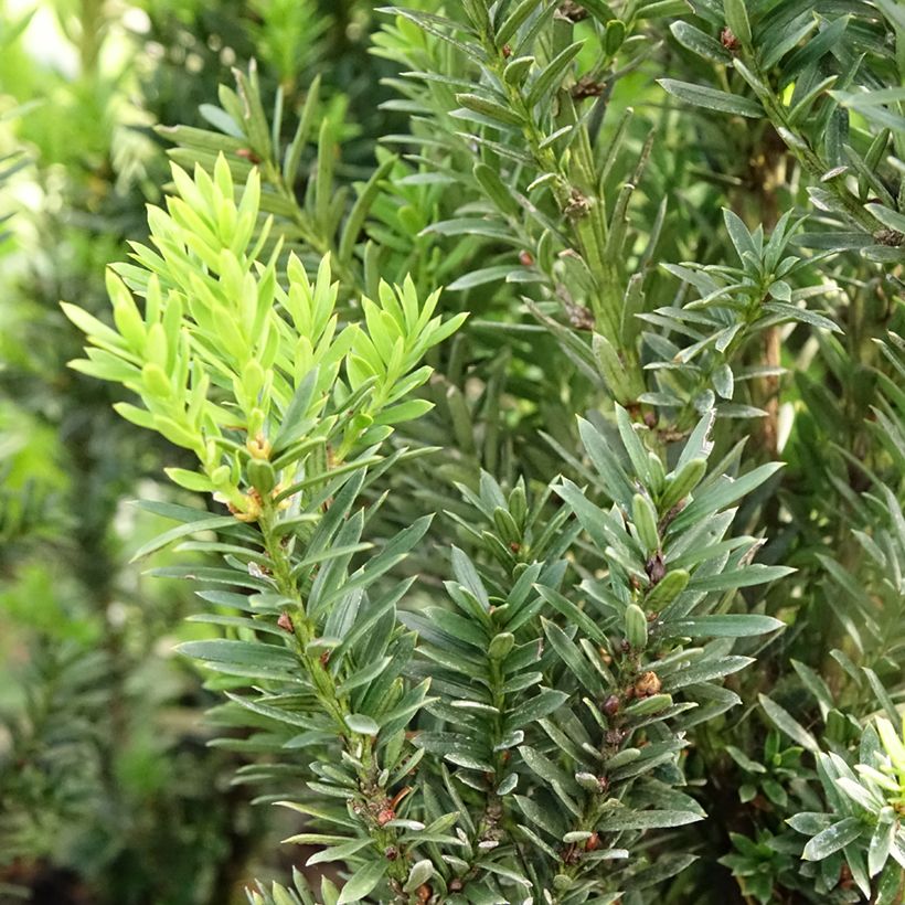 Taxus media Hillii - Tasso (Foliage)