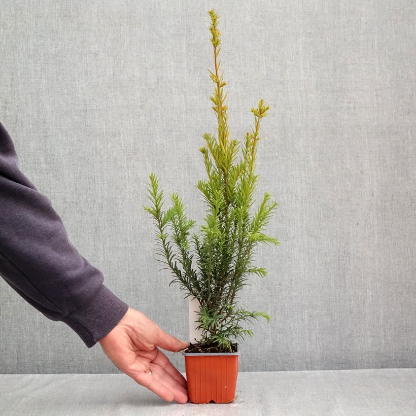 Esemplare di Taxus media Groenland - Tasso Vasetto da 8/9 cm come consegnato in autunno
