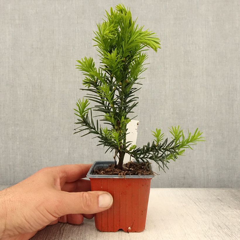 Example of Taxus media Hicksii - Tasso Vasetto da 8/9 cm as you get in printemps
