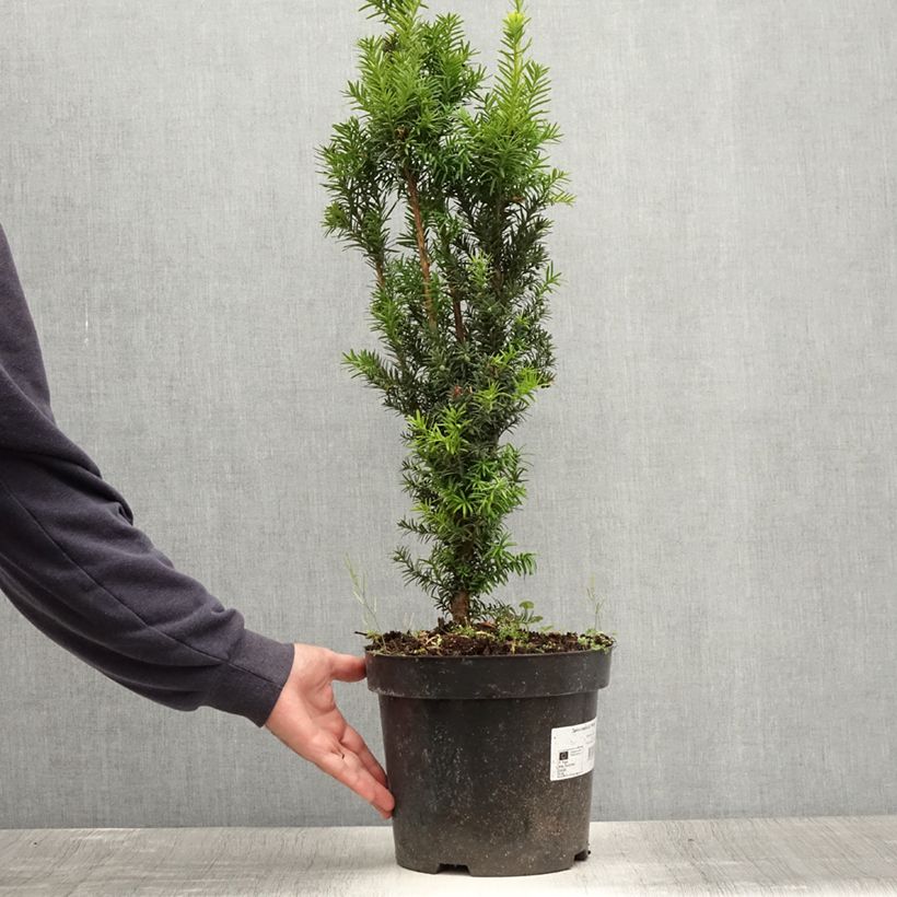Esemplare di Taxus media Hicksii - Tasso Vaso da 7,5L/10L consegnato in estate
