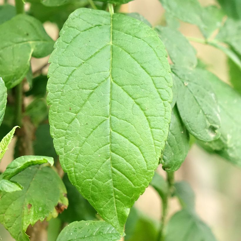 Tecoma stans - Bignognia eretta (Fogliame)