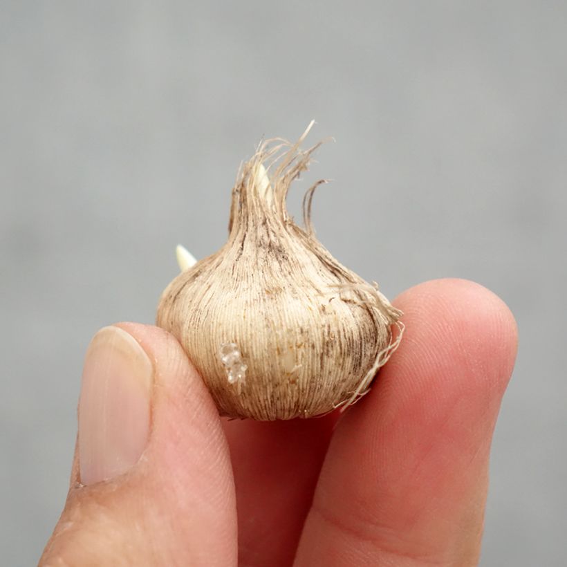 Tecophilaea cyanocrocus var. leichtlinii Bulbo taglia I esemplare consegnato in primavera