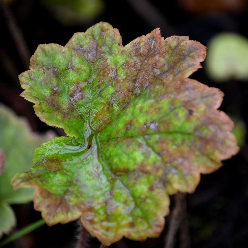 Tellima grandiflora Rubra (Fogliame)