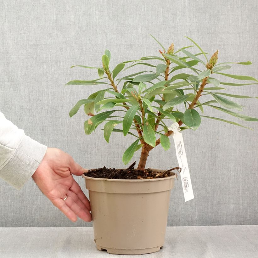 Esemplare di Telopea Braidwood Brilliant Vaso da 4L/5L come consegnato in autunno